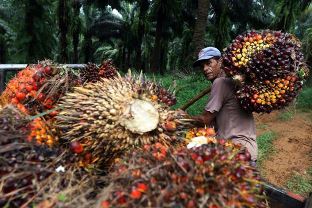 Dinas Perkebunan (Disbun) Provinsi Riau benarkan harga TBS kelapa sawit di Provinsi Riau anjlok (foto/ilustrasi)